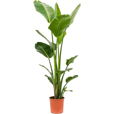 Strelitzia nicolai 26x120 cm