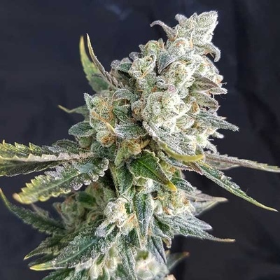 Freedom Of Seeds Blue Angel regular semena neobsahují THC 5 ks