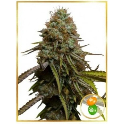 Mr. Hide Seeds Auto Zkittlez semena neobsahují THC 3 ks