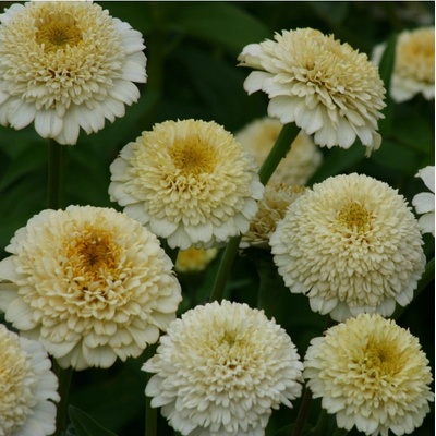 Cínia Zinderella White - Zinnia elegans - semená cínie - 20 ks
