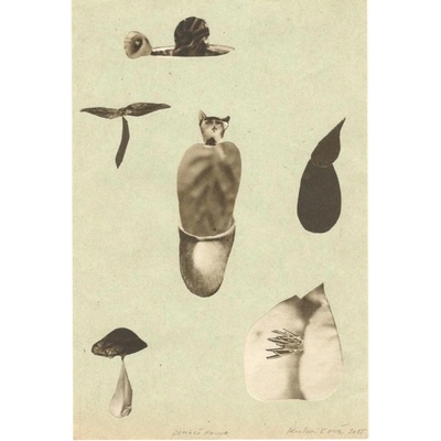 Michaela Kukovičová: Domácí Fauna III