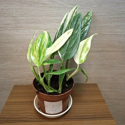 Monstera Standleyana Variegata "L"