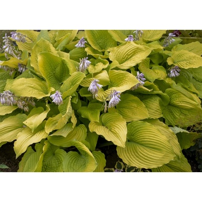 Hosta Shadowland Coast to Coast 80 cm 1ks