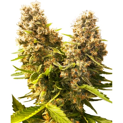 Sensi seeds Banana Kush Cake Auto semienka neobsahujú THC 5 ks