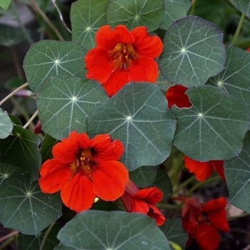 Семена на Латинка (Tropaeolum nanum) сорт "Императрицата на Индия" - 40 бр. (5 гр. ) (558650)