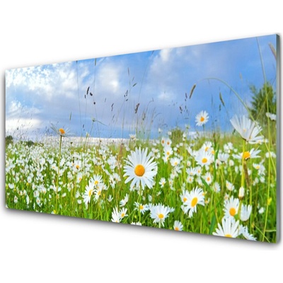 Obraz na skle Louka Sedmikrásky Příroda 100x50 cm