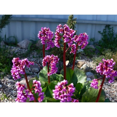 Bergénia srdcovitolistá Rotblum, kvetináč 9 cm