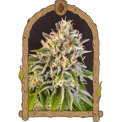 Exotic Seed Exotic Biscotti semienka neobsahujú THC 3 ks