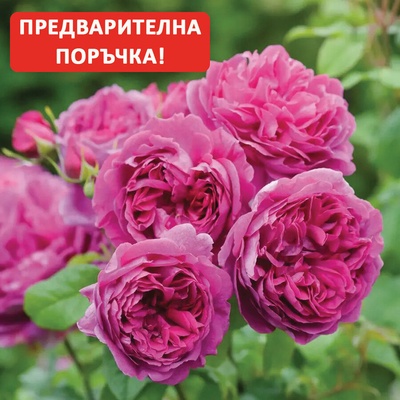 David Austin® Роза Young Lycidas® - David Austin®