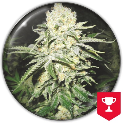 Medical Seeds Co. No Name semienka neobsahujú THC 3 ks