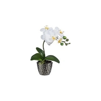 Orchidej Phalenopsis 35cm bílá - Gasper