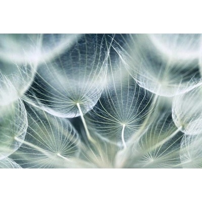 DIMEX ART Флизелинов фототапет детайли от глухарче 375 x 250 см