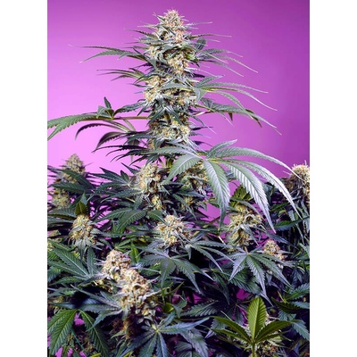 Sweet Seeds Monster Maker semena neobsahují THC 3 ks