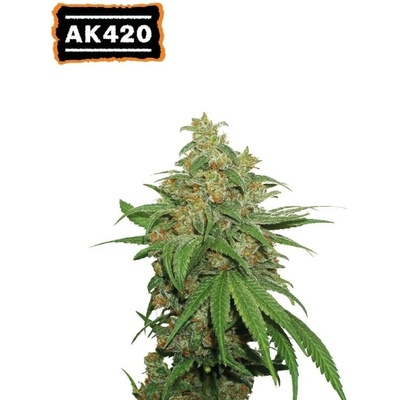 Seedstockers AK420 AUTO semena neobsahují THC 25 ks