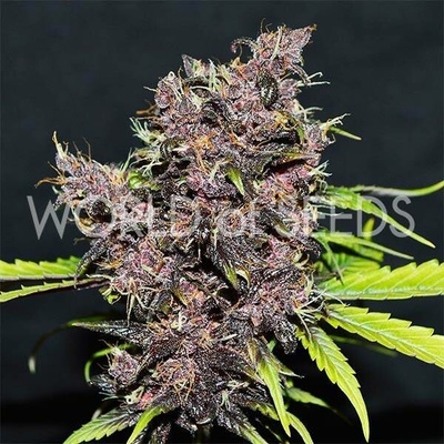 World of Seeds Purple Afghan Kush Ryder AUTO semena neobsahují THC 3 ks