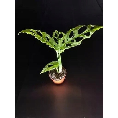 Monstera Obliqua Peru