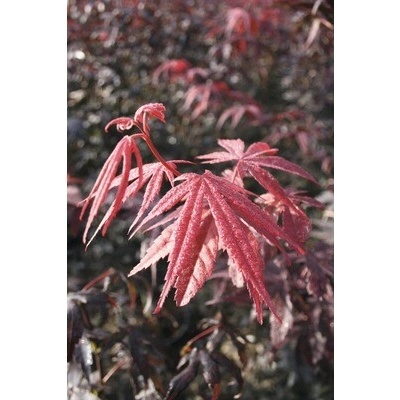 Červený javor dlanitolistý FloraSelf Acer palmatum 'Bloodgood' výška 40-60 cm květináč 4 l