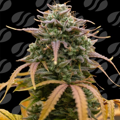 Original Sensible Seeds Pineapple Pulse Auto semena neobsahjí THC 1 ks