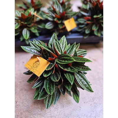 PEPEROMIA caperata 'Rosso' 10,5/15cm
