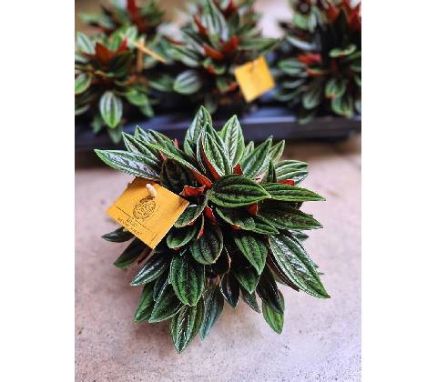 PEPEROMIA 15/25cm