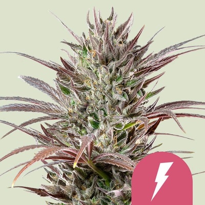 Royal Queen Seeds North Thunderfuck semienka neobsahujú THC 100 ks
