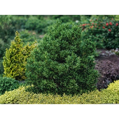 Kryptoméria japonská Jindai, výška 60-80 cm, kvetináč 23 cm
