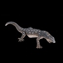 Mojo Varan obrovský