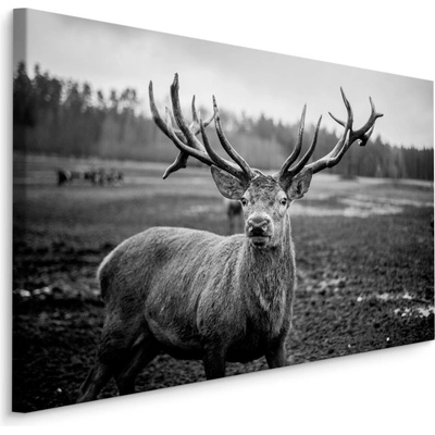 MyBestHome BOX Plátno Jelen v BW Varianta: 70x50