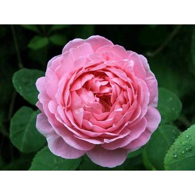 Ruža popínavá Constance Spry, výška 150-180 cm, kvetináč 5 l