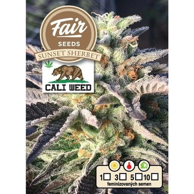 Fair Seeds Sunset Sherbet semena neobsahují THC 10 ks