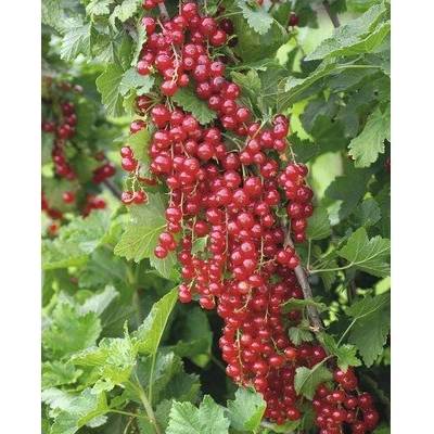 Ríbezľa stromková červená FloraSelf Ribes rubrum 'Jonkheer van Tets' kmeň cca 90 cm celková výška 100-120 cm kvetináč 5 l