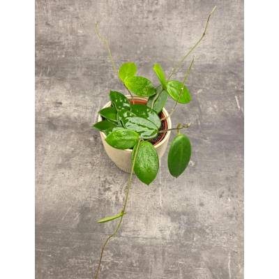 Hoya Vangviengiensis 12 cm (Voskovka s nádhernými tuhými listy)