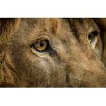 DIMEX ART Флизелинов фототапет лъв лице 375 x 250 см