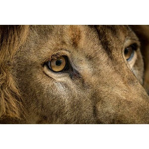 DIMEX ART Флизелинов фототапет лъв лице 375 x 250 см