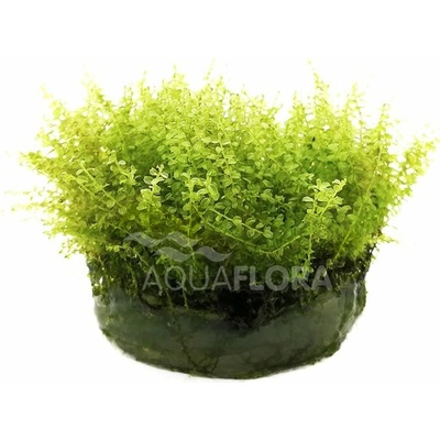 Plagiomnium cf. Affine - Pearl moss