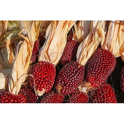 Семена от царевица за пуканки сорт "Червена Ягода" (Strawberry Red) 50 бр (±) / 5 гр (611098)