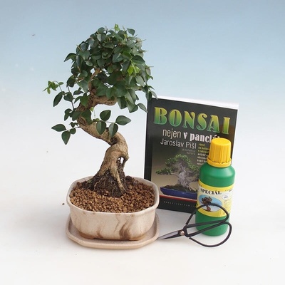 e-bonsai Pokojová bonsai sada