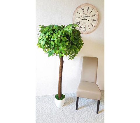 Fikus zelený guľa 130cm