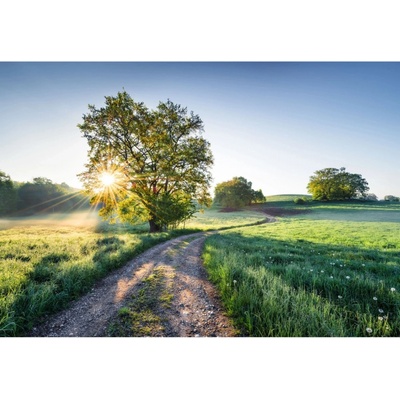 Komar Papírová fototapeta Meadow Trail rozměry 368 x 254 cm