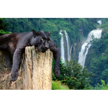 DIMEX ART s. r. o Флизелинов фототапет пантера на дърво 375 x 250 см