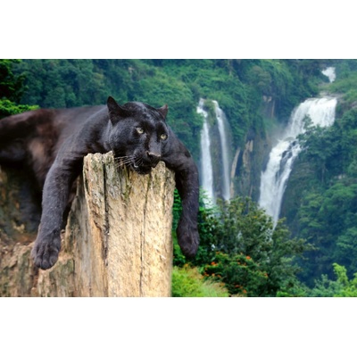 DIMEX ART Флизелинов фототапет пантера на дърво 375 x 250 см