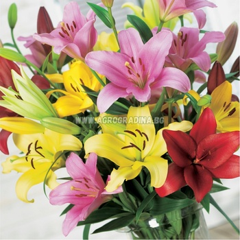 Seklos Лилиум Микс L. A. Lilium Mixed L. A. - 3 бр луковици