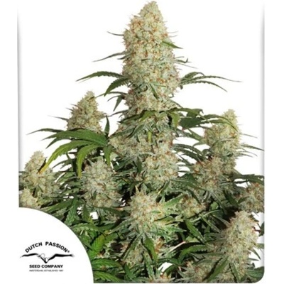 Dutch Passion AUTO Critical Orange Punch semena neobsahují THC 100 ks