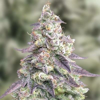 High Speed Buds #9 Pound Hammer AUTO semena neobsahují THC 1 ks