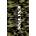 Excess Хавлия Excess Camouflage (EX-21780)