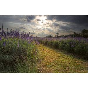 DIMEX ART Флизелинов фототапет лавандулово поле привечер 375 x 250 см
