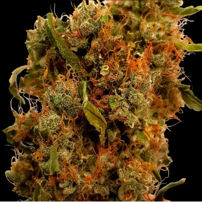 B-S-B Genetics Northern Big Bud Auto semienka neobsahujú THC 1 ks