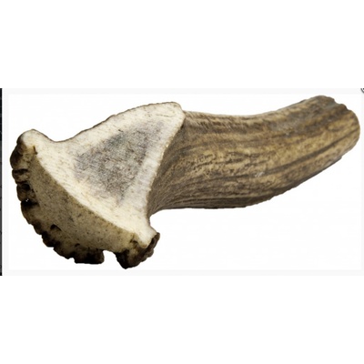 Chew Jelení paroh gigant 180-230 g