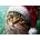 Enjoy - Puzzle Jojo's First Christmas - 1 000 piese