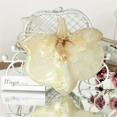 Meganflo Орхидея - снежно бяла